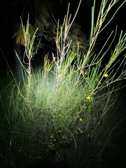Acacia juncifolia
