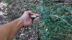 Trichocladus ellipticus