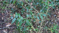 Trichocladus ellipticus