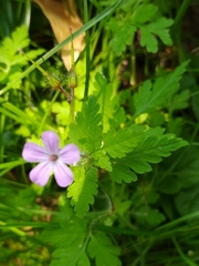 Geranium robertianum