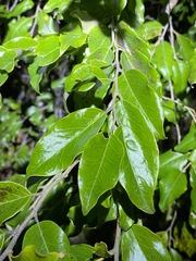 Petalostigma triloculare