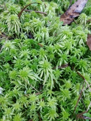 Sphagnum cristatum