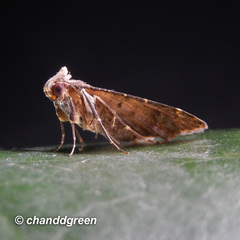 Hydrillodes nilgirialis