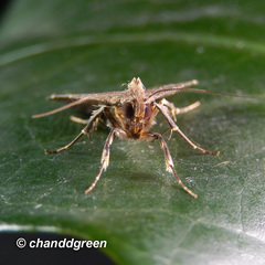 Hydrillodes nilgirialis