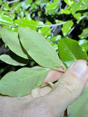 Petalostigma triloculare
