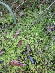 Sphagnum cristatum