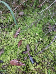Sphagnum cristatum
