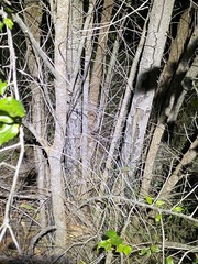 Petalostigma triloculare