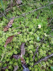 Sphagnum cristatum
