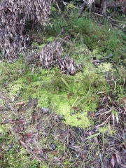 Sphagnum cristatum
