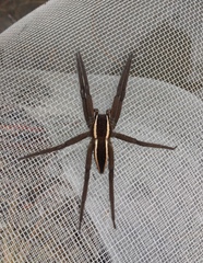 Pisaurina brevipes