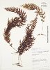 Hymenophyllum crassipetiolatum
