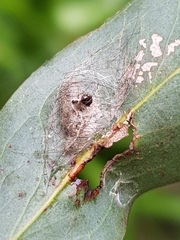 Lymantriinae