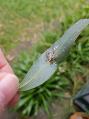 Lymantriinae