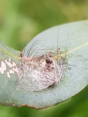 Lymantriinae