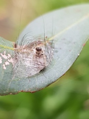 Lymantriinae