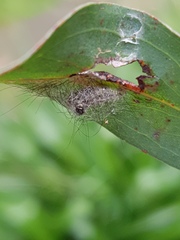 Lymantriinae