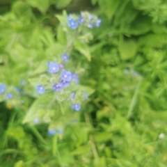 Pentaglottis sempervirens