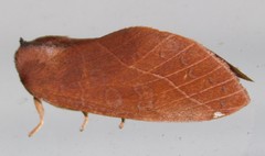 Janthinisca joannoui