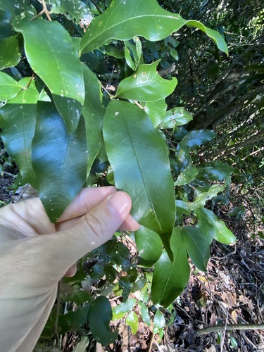 Dissiliaria baloghioides (Dissiliaria baloghioides)