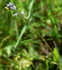 Myosotis persoonii