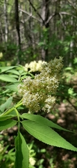 Sambucus williamsii