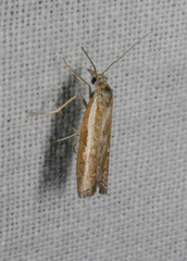 Ptochostola microphaeellus