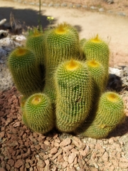 Parodia lenninghausii