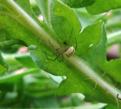 Enoplognatha ovata