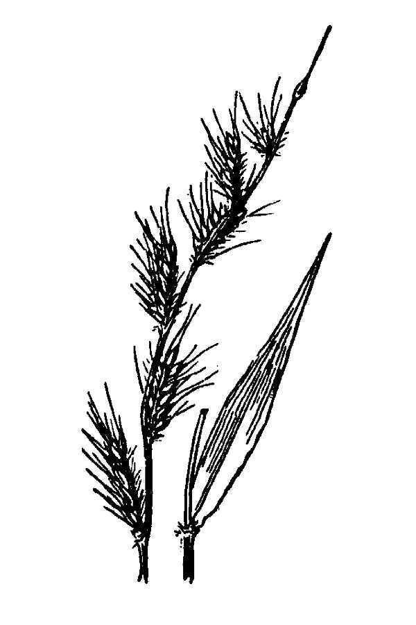 Basketgrass (MatBio GRASSES, SEDGES & RUSHES Matanzas Biodiversity