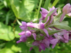 Dactylorhiza majalis