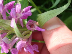 Dactylorhiza majalis
