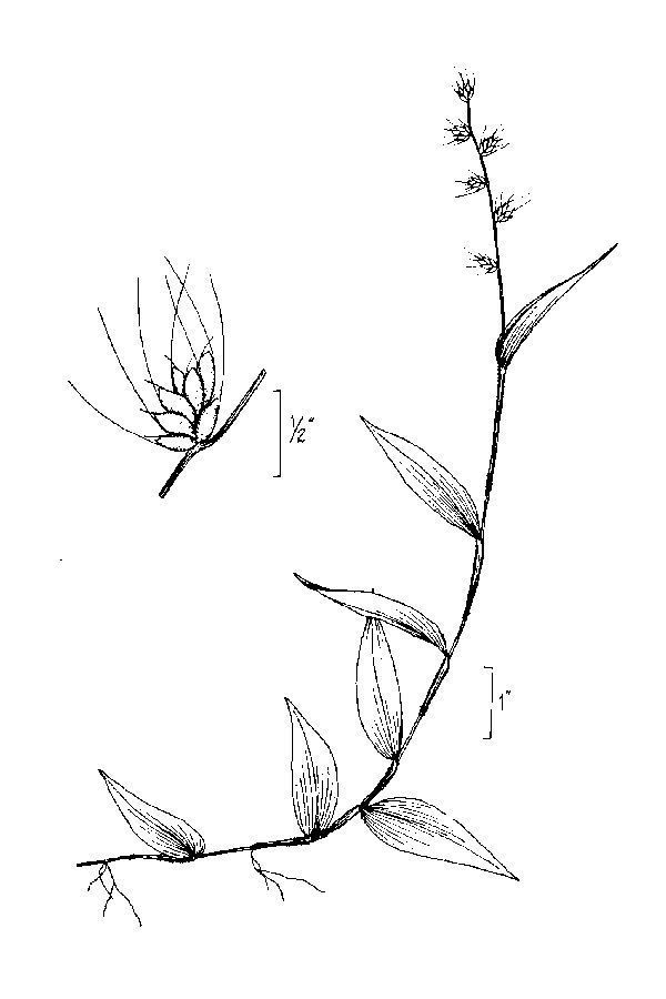 Basketgrass (MatBio GRASSES, SEDGES & RUSHES Matanzas Biodiversity