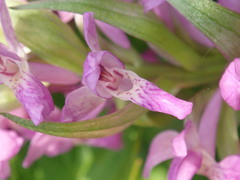 Dactylorhiza majalis
