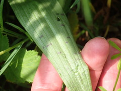 Dactylorhiza majalis