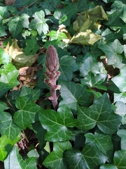 Orobanche hederae