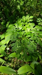 Pleurospermum austriacum