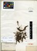 Hymenophyllum lanatum