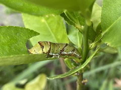 Papilio