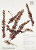 Hymenophyllum sieberi