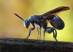 Leucospis guzeratensis