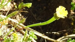 Arnoseris minima