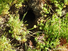 Arnoseris minima