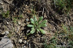 Arnoseris minima