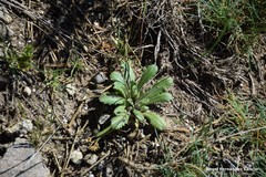Arnoseris minima
