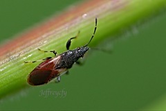 Oxycarenus