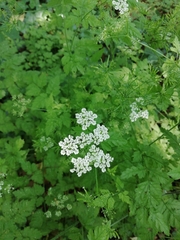 Chaerophyllum temulum