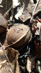 Carya myristiciformis