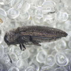 Acmaeodera brevipes