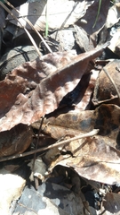 Carya myristiciformis